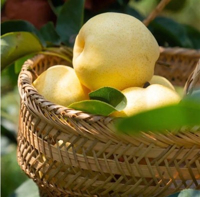 Le pere gialle hanno bisogno di impollinazione per crescere?